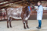 6 - lot 14 Reserve Champion Chapelton Sister sold for 2000gns (2)